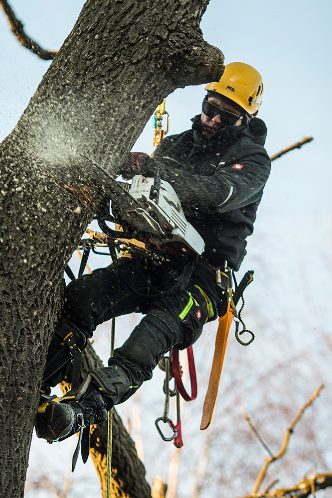 Maintenance And Clearing Of The Trees